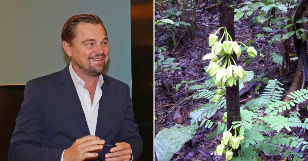 Leonardo DiCaprio